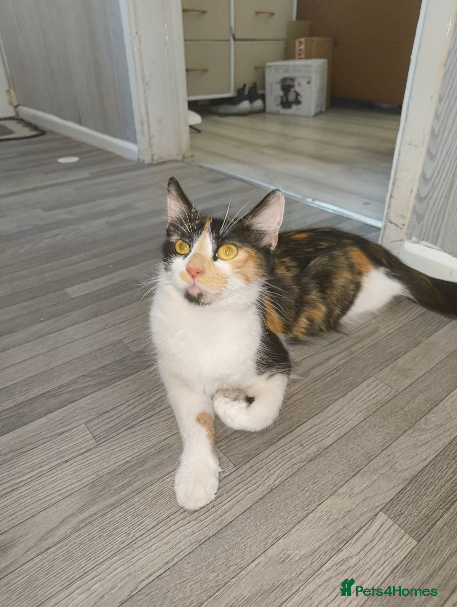 Mixed Breed cats Beautiful Mix Breed Calico Cat - Advert 15