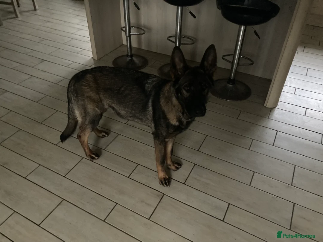 German Shepherd dogs for sale: Maggie - Advert 4