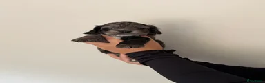 Cockapoo 3
