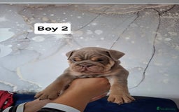 English Bulldog dogs for sale: Beautifull full suit lilac and tan - Image 3