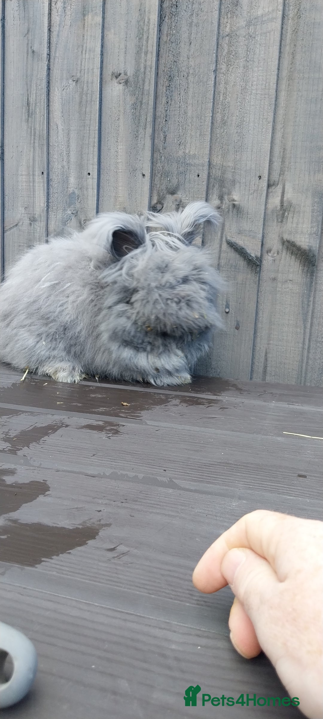 Angora rabbits for sale: Beautiful Angora Girl  - Image 1
