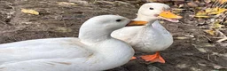 Mixed Breed birds for sale: Call ducks in Crediton - Advert 3