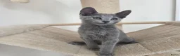 Russian Blue cats for sale: 💥PRICE REDUCED – Russian Blue, TICA - Advert 8