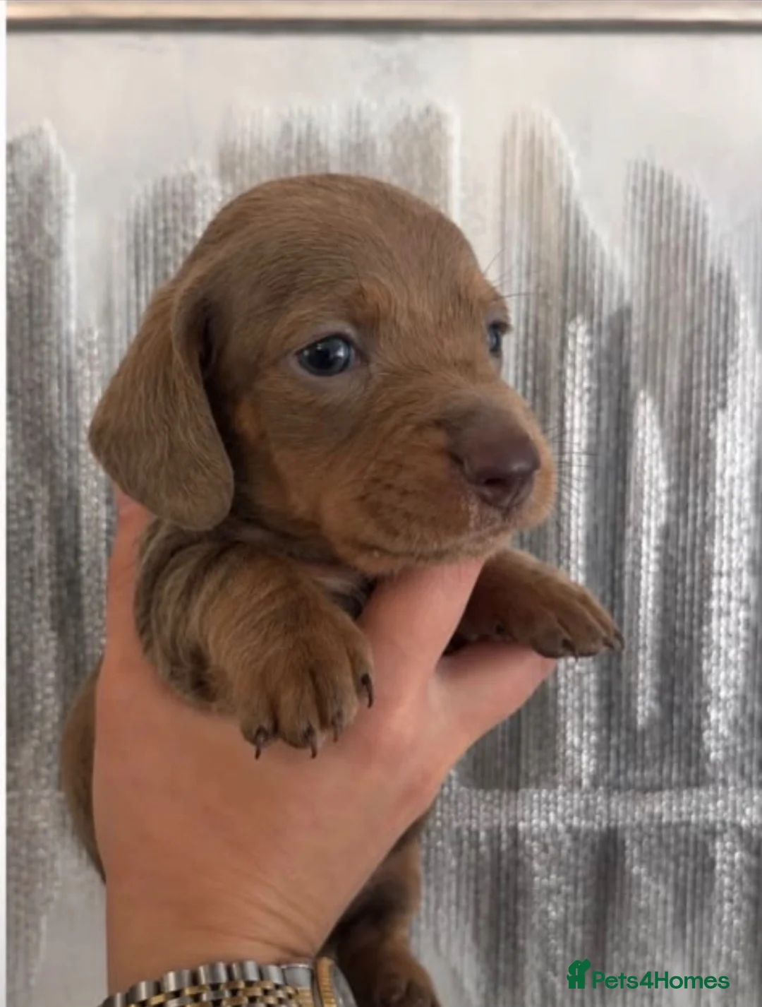 Miniature Dachshund dogs for sale: Miniature sausage dogs - Advert 5