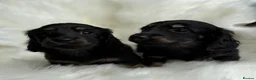 Miniature Dachshund dogs for sale: KC Registered Miniature Dachshunds at Westfena  - Advert 7