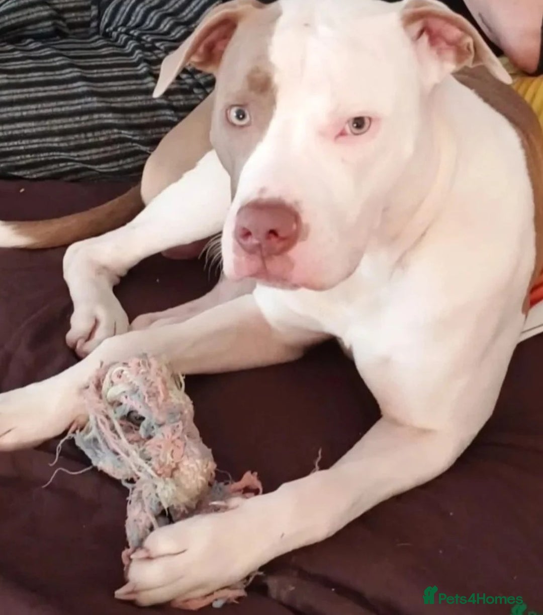 American Bulldog dogs for stud: American Bulldog for Studs  in Horley - Image 1