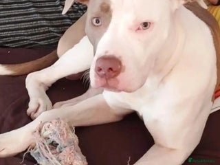 American Bulldog dogs in Horley - Advert 3