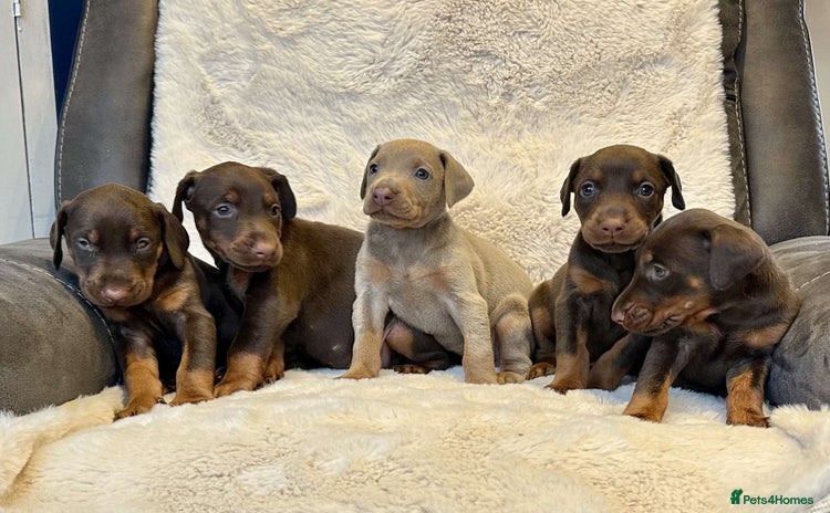 Dobermann dogs - Advert 7
