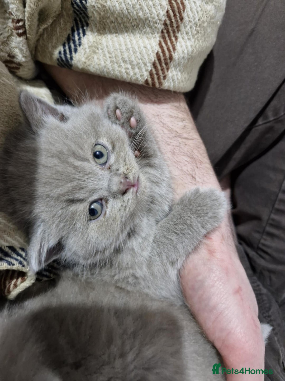 British Shorthair cats for sale: ✨ British Shorthair Kittens – 3 Adorable Females ✨ - Image 8