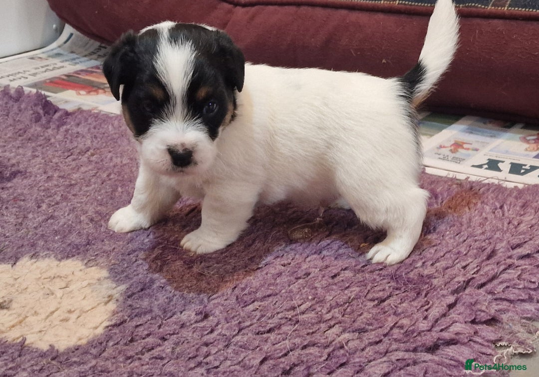 Jack Russell dogs for sale: KC Reg Jack Russell Pups,Parents DNA health tested - Image 15