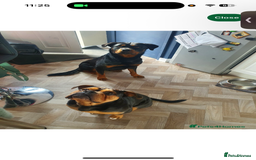 Mixed Breed dogs for sale: Bullweiler puppy  - Image 8