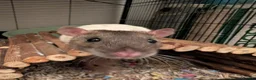 Rat rodents for sale: 4 female rats with cage and accessories  - Advert 4