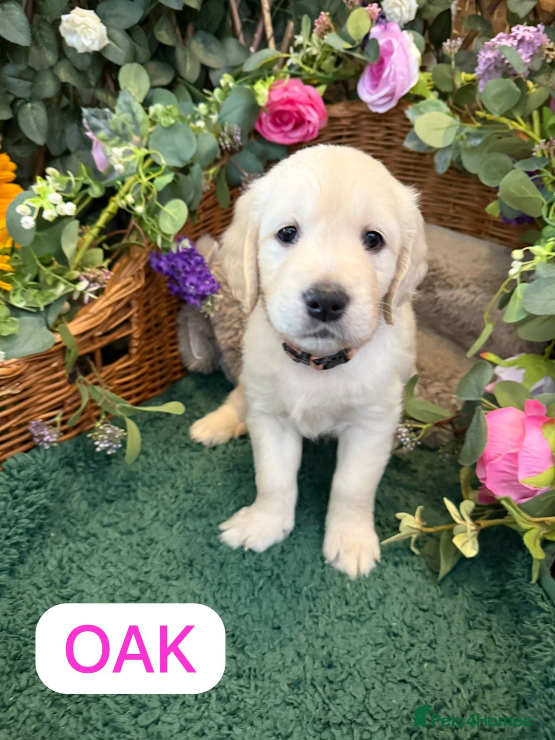 Golden Retriever dogs for sale: Stunning Golden Retriever puppies 🐾 - Image 21