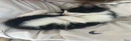 Mixed Breed cats for sale: 6 Beautiful kittens  - Advert 10