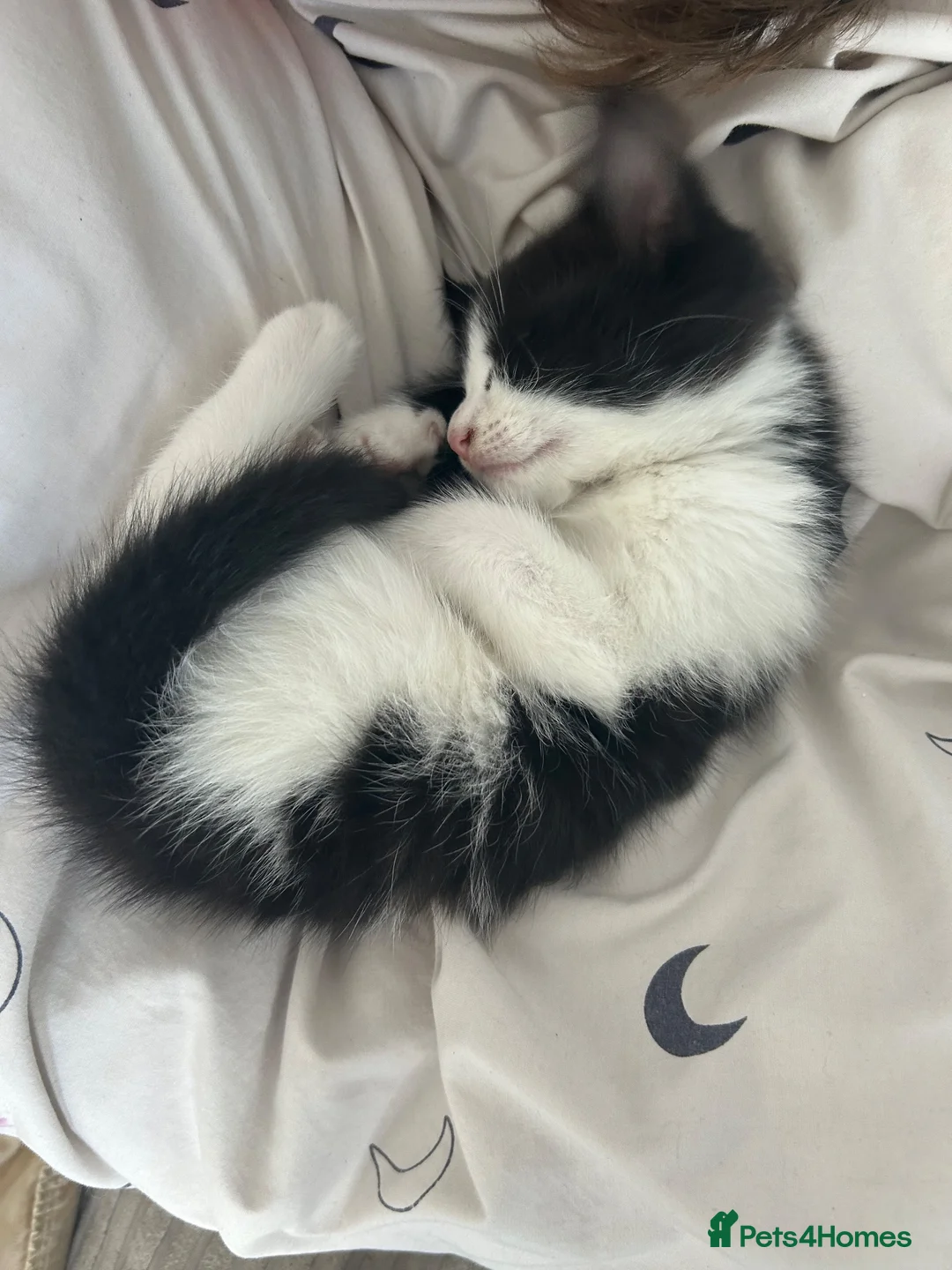 Mixed Breed cats for sale: 6 Beautiful kittens  - Advert 10