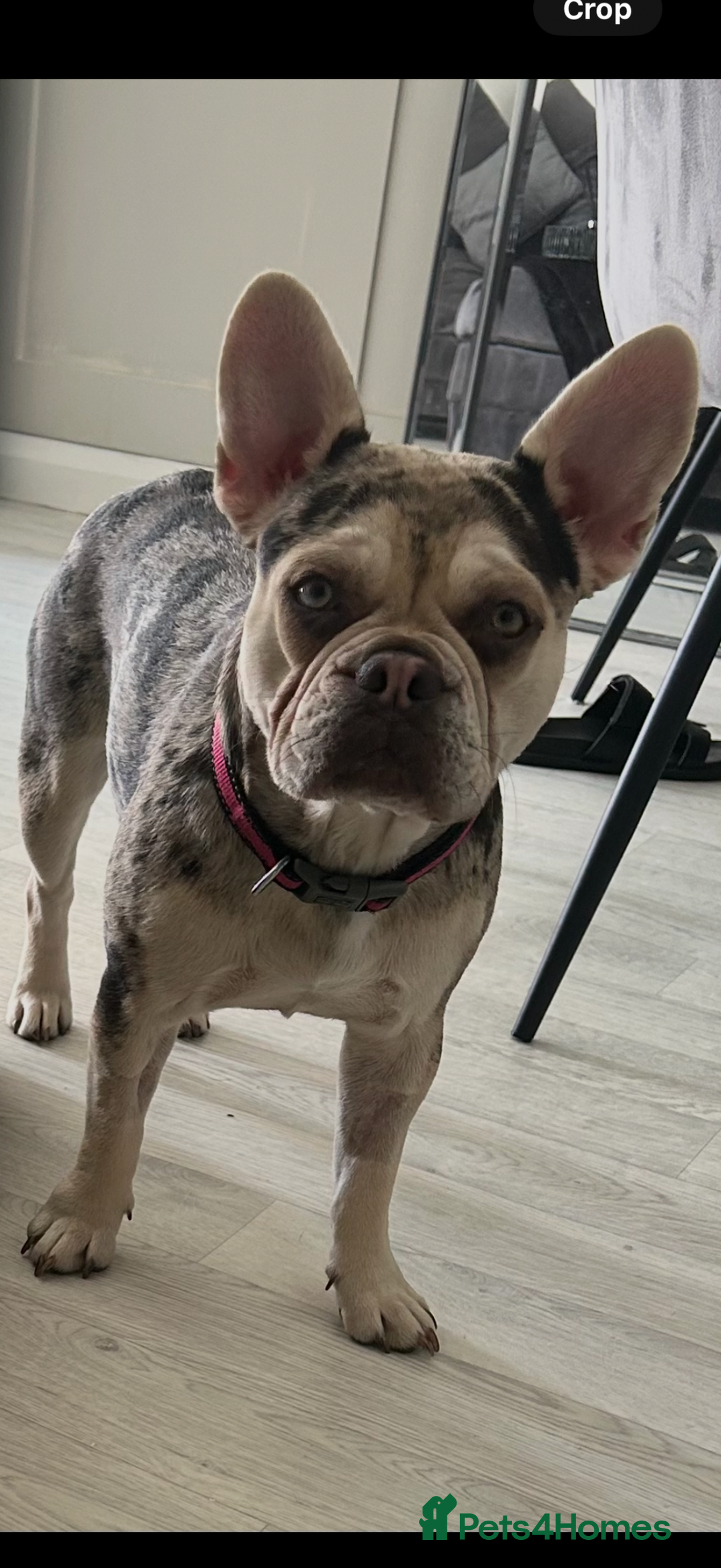 French Bulldog dogs for sale: 10 stunning coloured French bulldogs🐾 - Advert 14