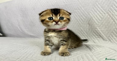 Scottish Fold cats - Advert 2