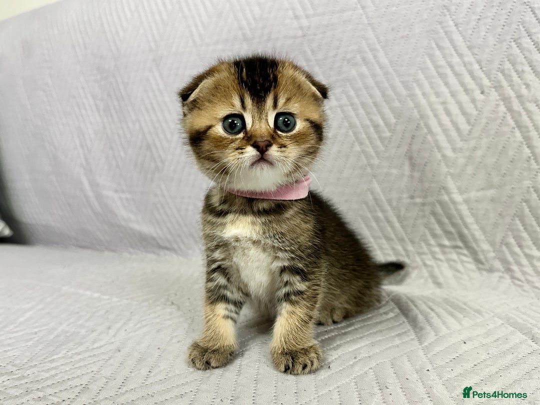Scottish Fold cats for sale: Scottish Fold Kittens ( only 2 left ) - Image 2