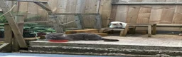Scottish Fold cats for stud: Scottish Fold for Stud  - Advert 3
