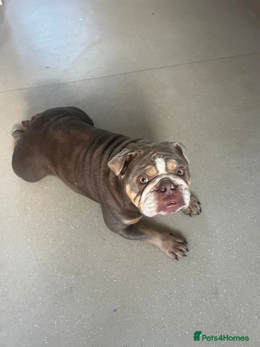 English Bulldog dogs for sale: British Bulldog 3 years  in Exeter - Advert 2