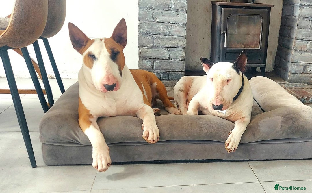 Bull Terrier dogs for stud: English Bull Terrier STUD dog - Image 13