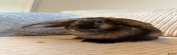 Mini Lop rabbits for sale: lop eared rabbit  in Abingdon - Advert 1