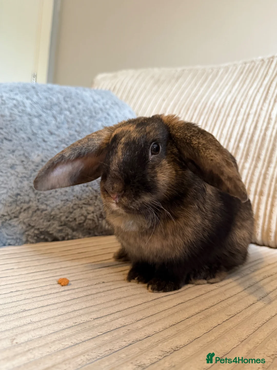 Mini Lop rabbits for sale: lop eared rabbit  in Abingdon - Advert 1