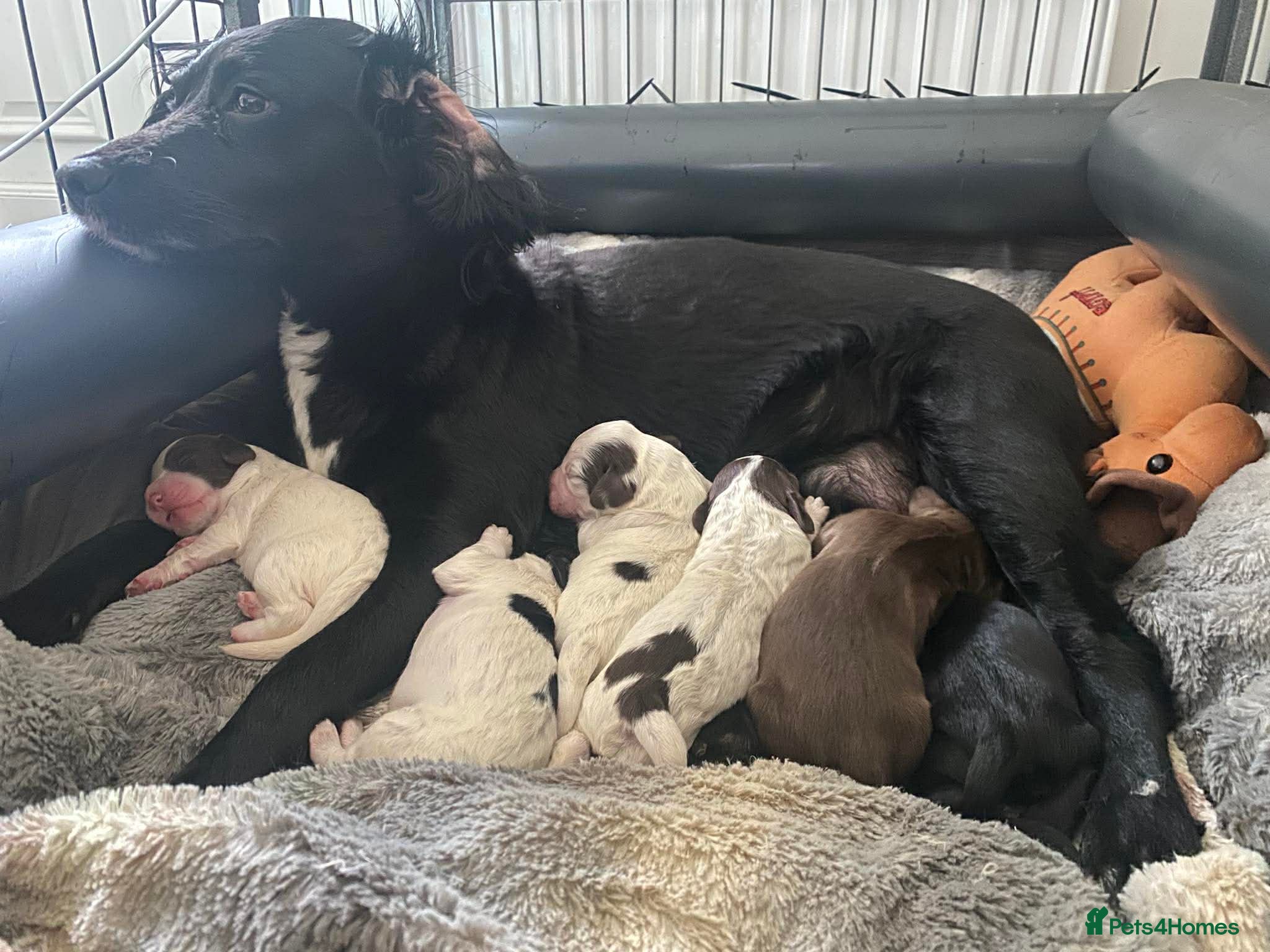 Sprocker dogs Beautiful Home-Reared Sprocker Puppies - Advert 1