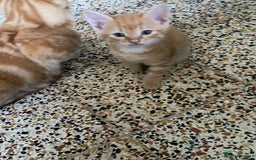 British Shorthair cats for sale: My gorgeous boys are looking for new lap 🏡  - Image 5