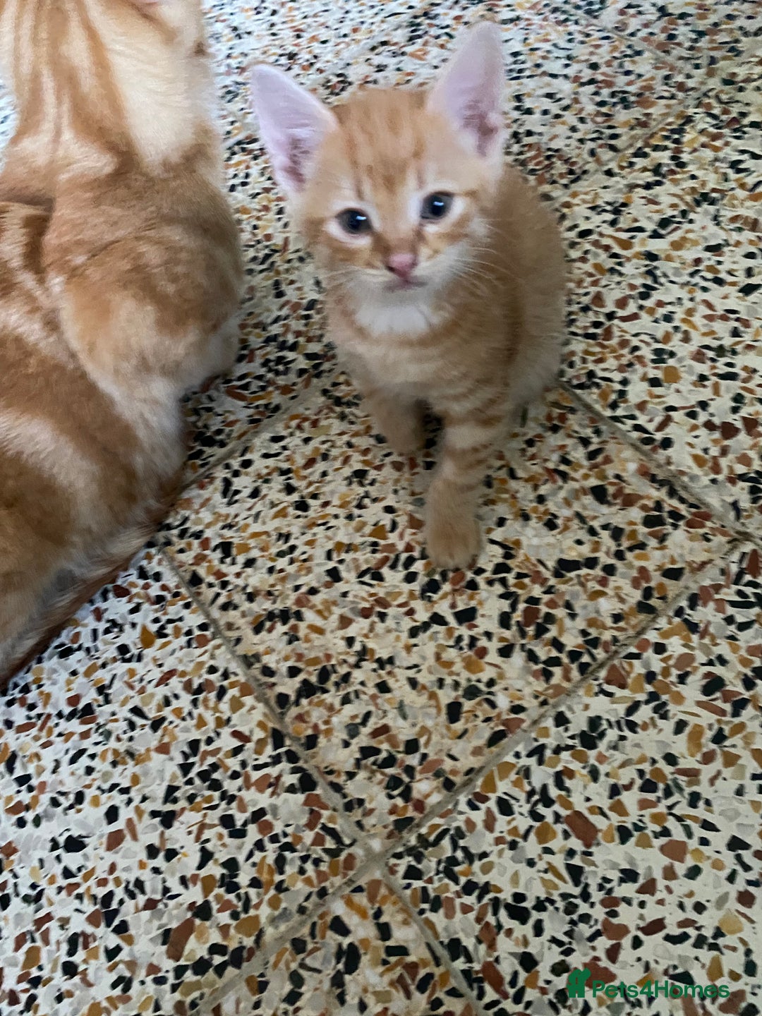 British Shorthair cats for sale: My gorgeous boys are looking for new lap 🏡  - Image 5