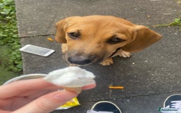 Mixed Breed dogs for sale: Lovely female young puppy beagle xbreed - Image 1