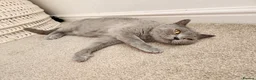 British Shorthair cats for sale: Pedigree Blue British Shorthair girl - Advert 15