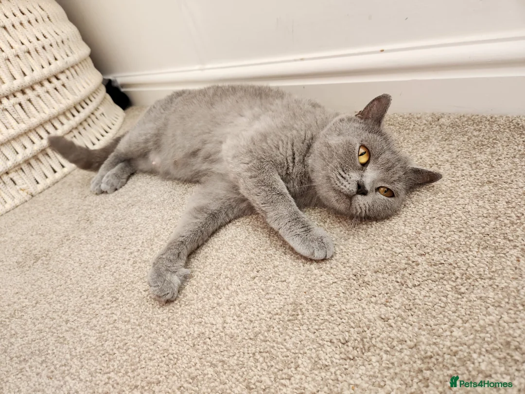 British Shorthair cats for sale: Pedigree Blue British Shorthair girl - Advert 15