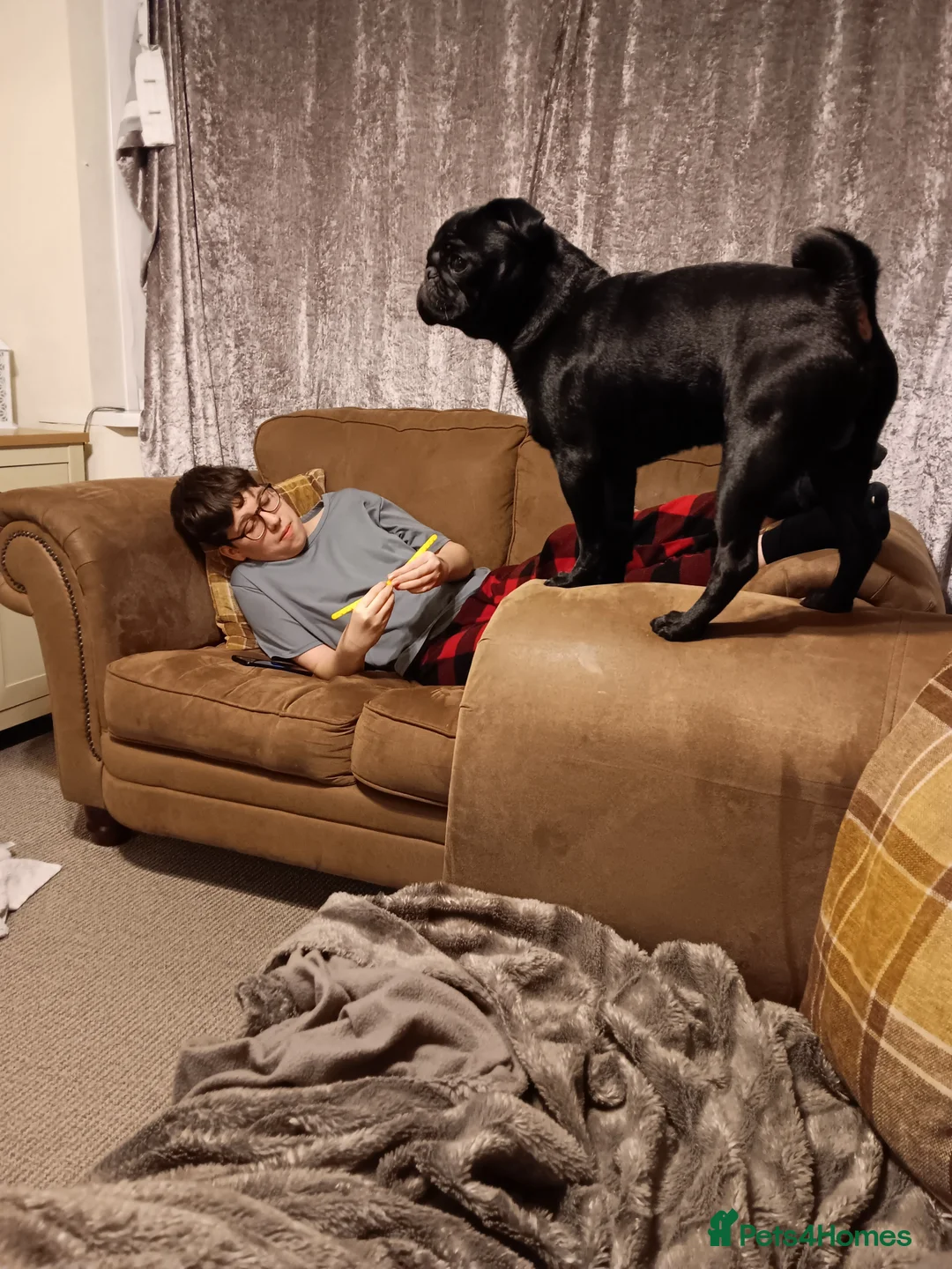 Pug dogs for sale: Black pug  in Derby - Advert 4