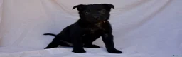 Mixed Breed dogs for sale: Dutch herder cross puppies - Advert 9