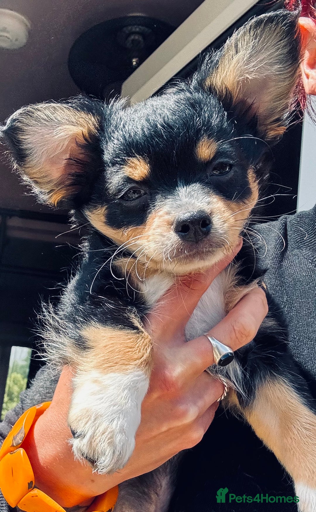 Pomchi dogs for sale: Beautiful female puppy ready now!  in Godstone - Image 9