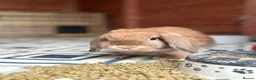 Mini Lop rabbits for sale: gorgeous mini lop - Advert 7