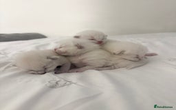 Ragdoll cats for sale: Blue Point Ragdoll Kittens!  - Advert 4