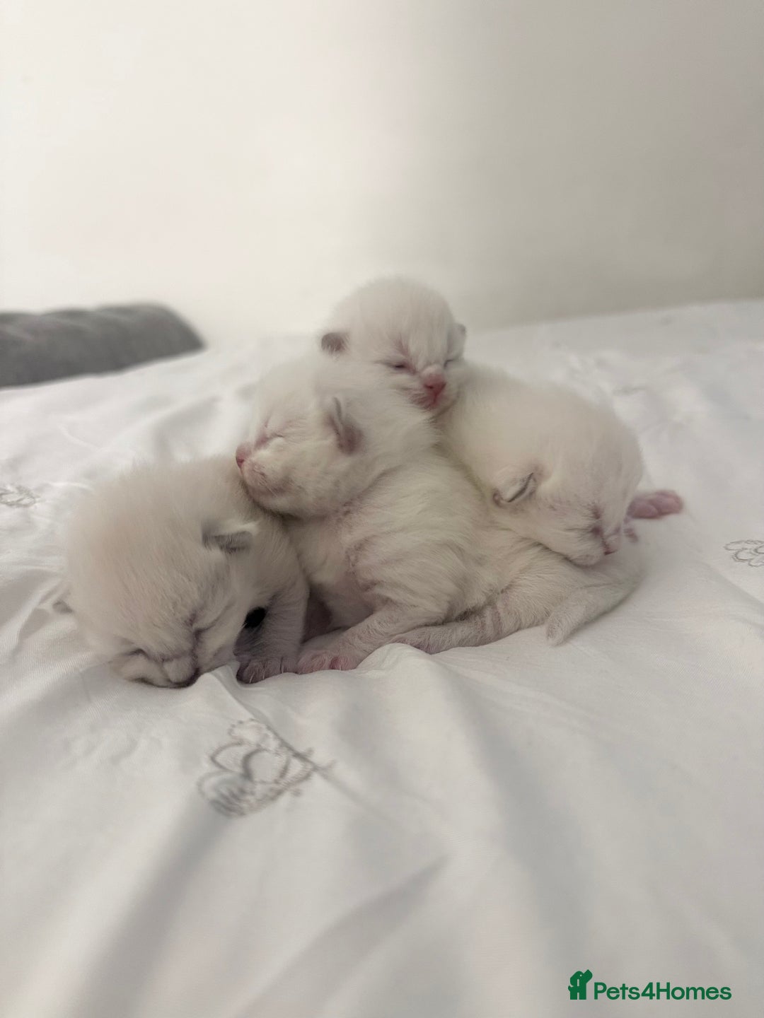 Ragdoll cats for sale: Blue Point Ragdoll Kittens!  - Advert 4