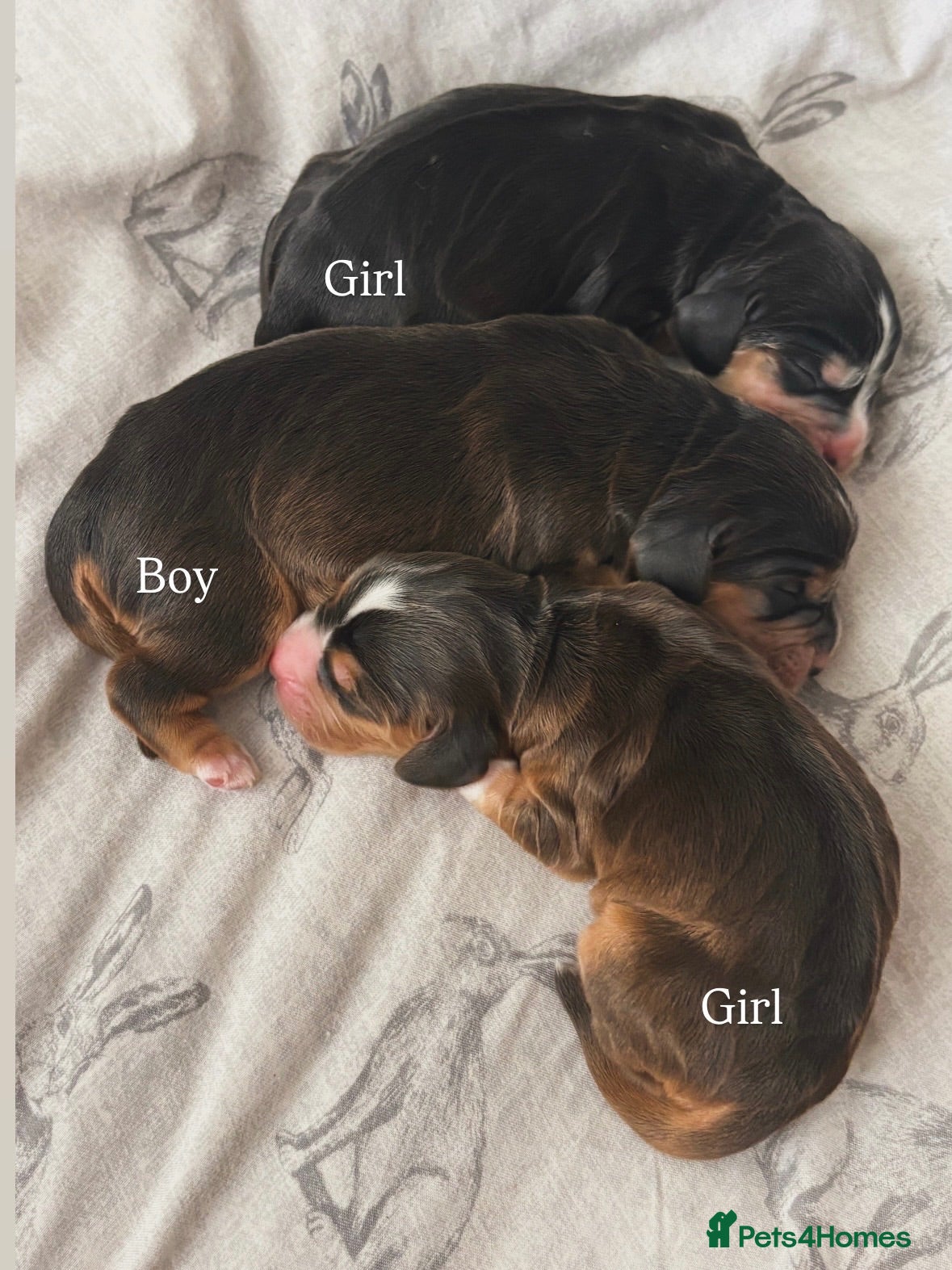 Cocker Spaniel dogs ✨health tested KC registered show type babies✨ - Advert 1
