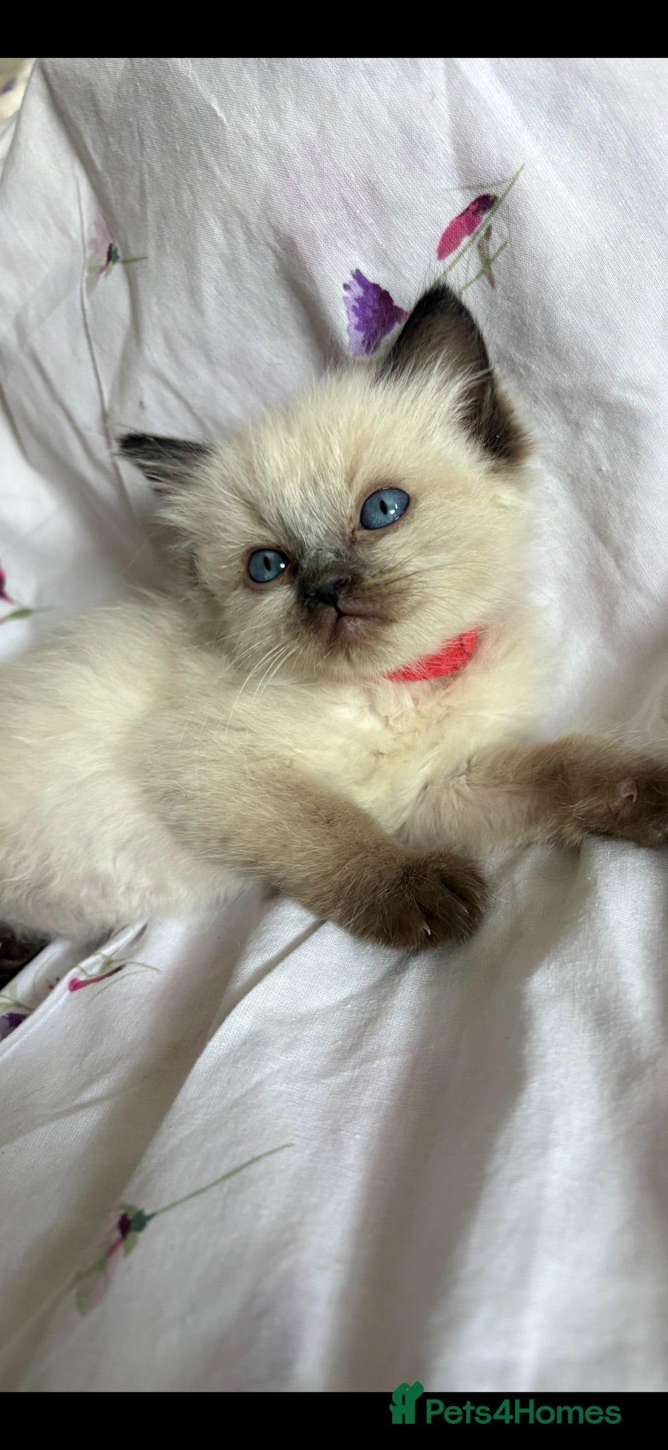Ragdoll cats 🩷💙 Stunning GCCF kittens 💜❤️ - Advert 8