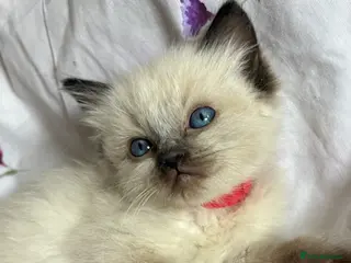 Ragdoll cats 🩷💙 Stunning GCCF kittens 💜❤️ - Advert 8