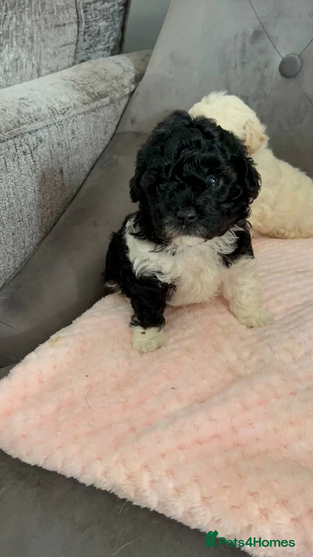 Toy Poodle dogs for stud: 7.5inch Toy HEALTH TESTED ASIAN IMPORT in Guildford - Advert 28