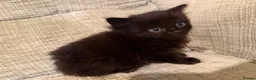 Mixed Breed cats for sale: Fluffy Kittens – Nibelung-Like Appearance  in Corby - Advert 13