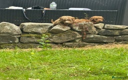 Cockapoo dogs for sale: Stunning Cockerpoo’s available  - Image 1