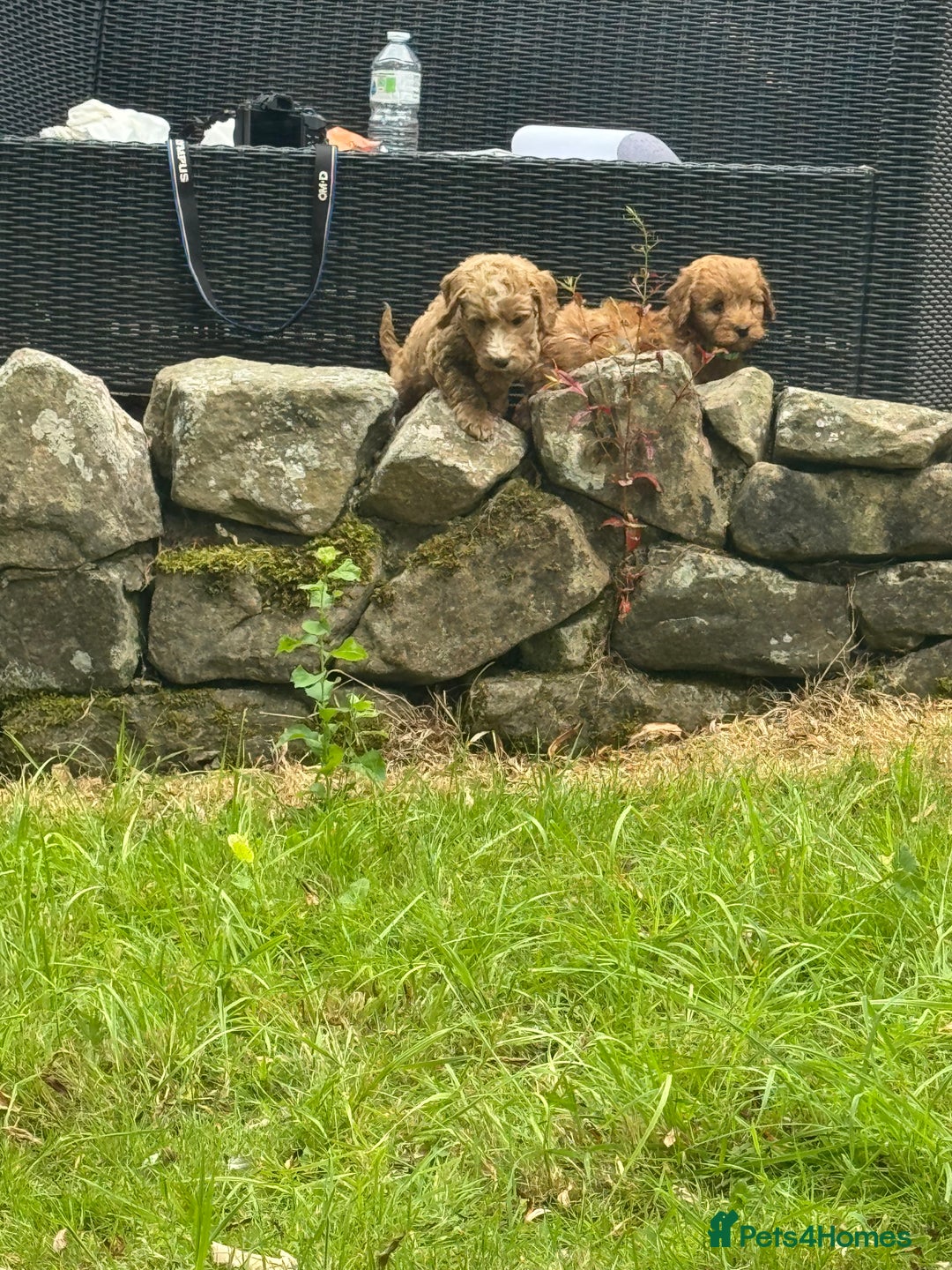 Cockapoo dogs for sale: Stunning Cockerpoo’s available  - Image 1