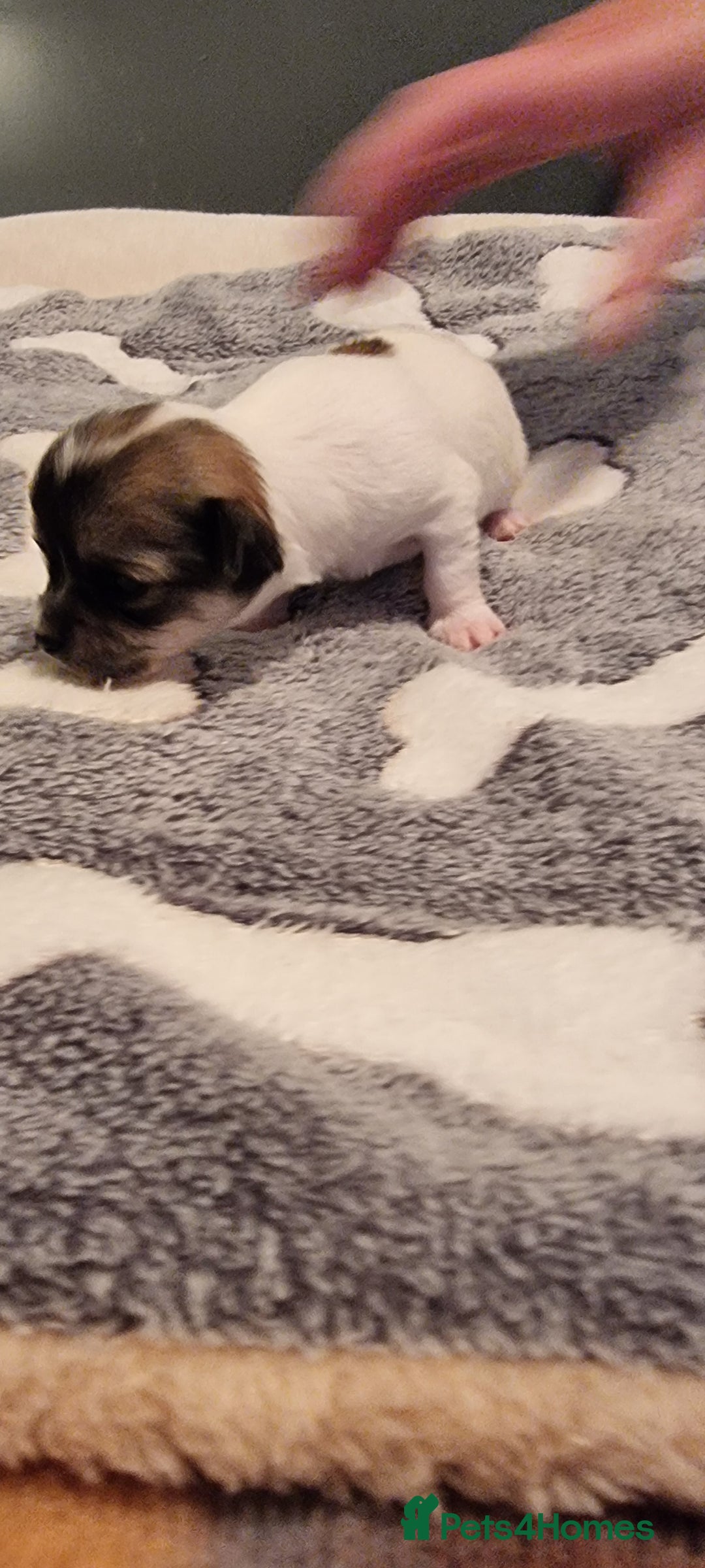 Chihuahua dogs for stud: Stud long haired white Chihuahua  in Coatbridge - Image 19