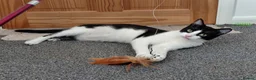 Mixed Breed cats for sale: Mickey is looking for his forever home in Norwich - Advert 3