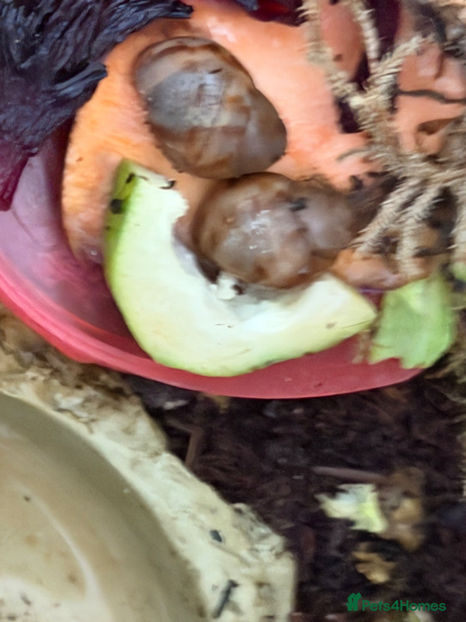 Snails invertebrates for sale: 2 archachatina marginata ovum and set up  - Advert 3