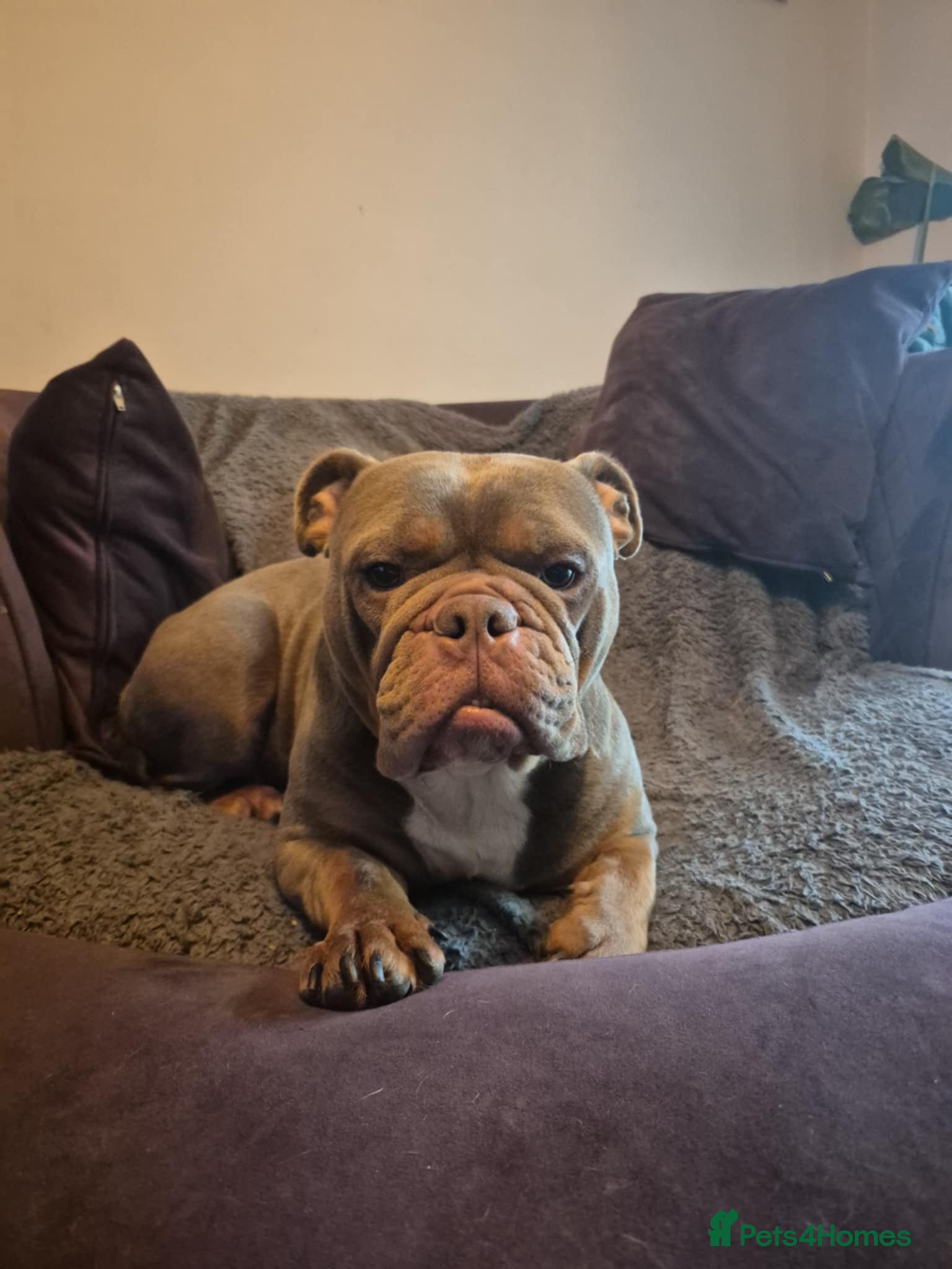 English Bulldog dogs Ottie - Advert 15